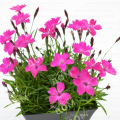 Гвоздика Beauties Kahori Pink