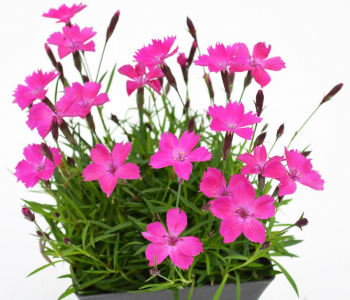 Гвоздика Beauties Kahori Pink