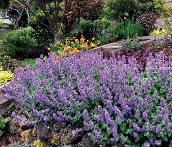 Котовник Фассена Purple Haze