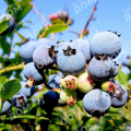 Голубика садовая Bluejay