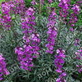 Желтушник Bowles Mauve