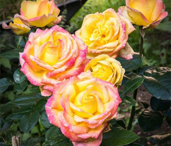 Роза чайно-гибридная Oriental Peace (Meilland)