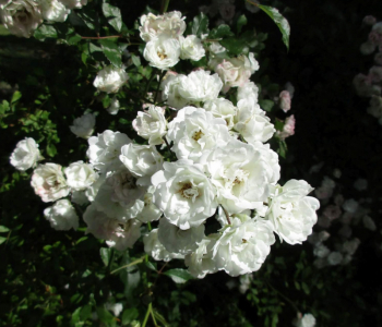Роза почвопокровная Alba Meidiland (Meilland)
