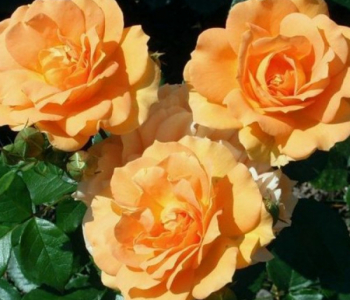 Роза флорибунда Goldelse (Tantau)