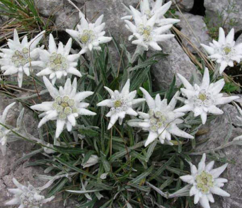 Эдельвейс альпийский May Snow