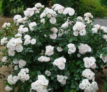 Роза флорибунда Aspirin Rose (TANTAU)