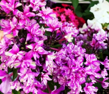 Флокс метельчатый Kvazimodo