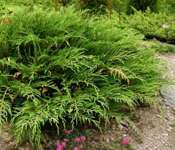 Микробиота перекрестнопарная