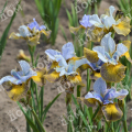 Ирис сибирский Tipped in Blue