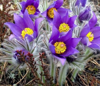 Прострел обыкновенный Violet Blue