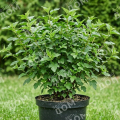 Пузыреплодник калинолистный Little Greeny