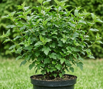 Пузыреплодник калинолистный Little Greeny