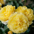 Роза флорибунда Solero (Kordes)