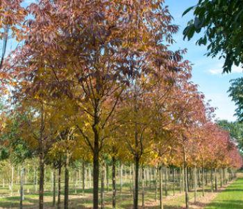 Ясень американский Autumn Applause