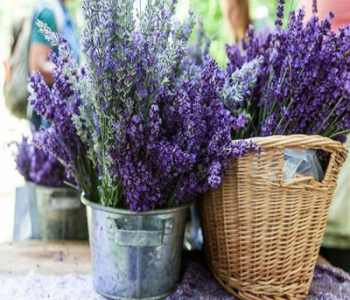 Лаванда узколистная Lovely Sky Blue