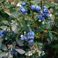 Голубика садовая Bluecrop