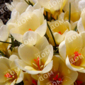 Крокус Cream Beauty