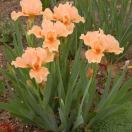 Ирис карликовый Tickled Peach
