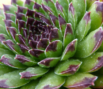 Молодило Reinhard