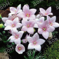 Платикодон крупноцветковый Fuji Pink