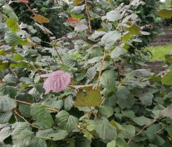 Лещина обыкновенная Ивантеевский Конфетный