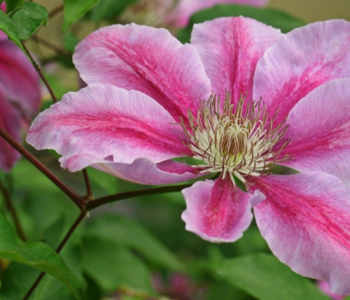 Клематис крупноцветковый Pink Beauty