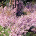 Колокольчик Пожарского Lisduggan Variety