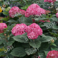 Гортензия древовидная Ruby Annabelle