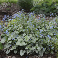 Бруннера крупнолистная Looking Glass