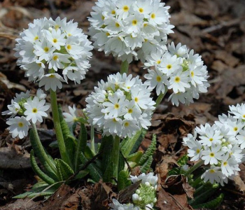 Примула мелкозубчатая White