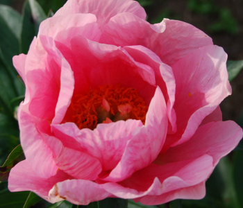 Пион молочноцветковый Lovely Rose