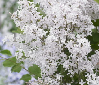 Сирень Мейера Flowerfest White