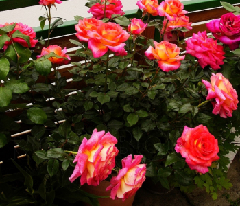 Роза чайно-гибридная Parfum de Grasse