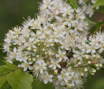 Черемуха Маака Amber Beauty