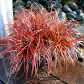 Унциния крючковатая Rubra