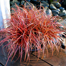 Унциния крючковатая Rubra