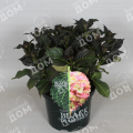 Гортензия крупнолистная Black Diamond