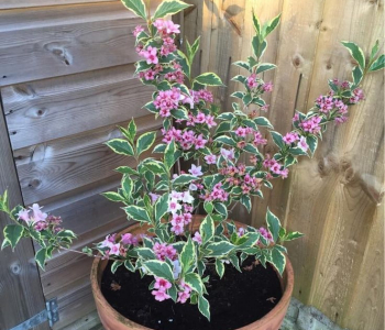 Вейгела Nana Variegata