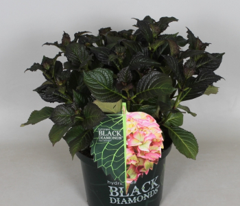 Гортензия крупнолистная Black Diamond