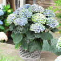 Гортензия крупнолистная Magical Revolution Blue