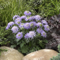 Скабиоза японская Blue Note