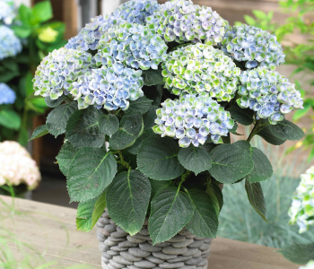 Гортензия крупнолистная Magical Revolution Blue