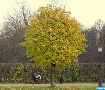 Липа мелколистная Green Globe