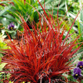 Унциния крючковатая Rubra