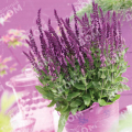 Шалфей дубравный Sensation Rose