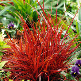Унциния крючковатая Rubra