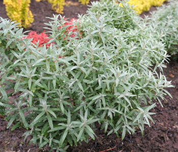 Облепиха крушиновидная Hikul