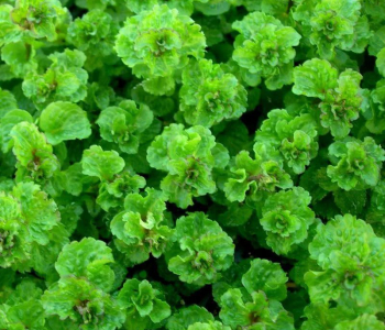 Мята кудрявая Crispa