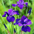 Ирис сибирский