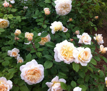 Роза английская Crocus Rose